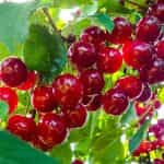 HOLODOK, Sour Cherries pitted frozen, (shock freezing method), 450g (Best before 07/2027) - Image 2