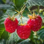 HOLODOK, Wild Raspberries frozen, (shock freezing method), 450g (Best before 30/07/2026) - Image 2