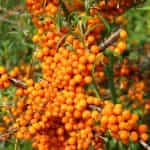 HOLODOK, Sea Buckthorns frozen, (shock freezing method), 450g (Best before 01/09/2027) - Image 2