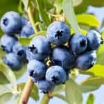 HOLODOK, Bilberries frozen, (shock freezing method), 450g (Best before 07/2027) - Image 3