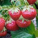 HOLODOK, Strawberries frozen, (shock freezing method), 450g (Best before 12/01/2027) - Image 2