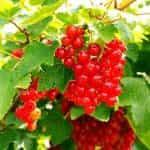 HOLODOK, Red Currants frozen, (shock freezing method), 450g (Best before 12/01/2027) - Image 2