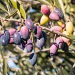 EVGE, Greek Traditional Kalamata Olives, vacumed, 450g (Best before 01/10/2026) - Image 3