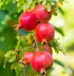 UVICA, INTIFRESH, Premium Pomegranates from Peru, LARGE, 420-530g - Image 2