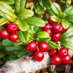 KESIDIS, Lingonberries (Brusnika), frozen (shock freezing method), 450g (Best before 01/10/2028) - Image 3