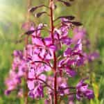 MAISKY, Ivan-Tea, Classic, Caffeine-Free, 25 tea bags (Best before 18/12/2026) - Image 3