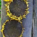 MARTIN, Martin's Seeds, Selected, Premium Grade, Unsalted, 200g (Best before 25/05/2026) - Image 3