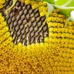 MARTIN, Martin's Seeds, Selected, Premium Grade, Unsalted, 200g (Best before 25/05/2026) - Image 4