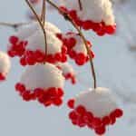 KESIDIS, Red Viburnum (Kalina), frozen (shock freezing method), 450g (Best before 30/07/2027) - Image 4