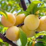 NVF, SONGOLD Plums from South Africa, Extra Class Specification,1000g - Image 2