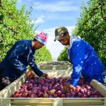 ROYAL FRUIT, ANGELENO Plums from Chilie, 1000g - Image 3