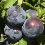 ROYAL FRUIT, ANGELENO Plums from Chilie, 1000g - Image 2